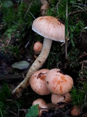 Pyrrhulomyces astragalinus