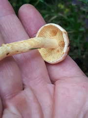 Pyrrhulomyces astragalinus