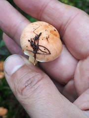 Pyrrhulomyces astragalinus