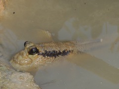 Periophthalmodon schlosseri