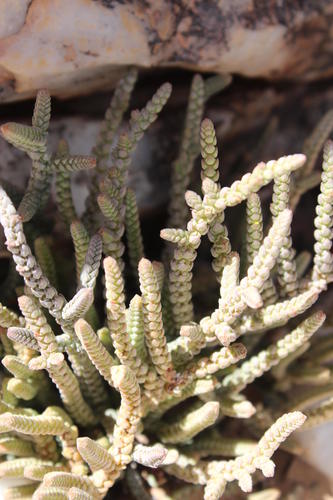 Crassula muscosa