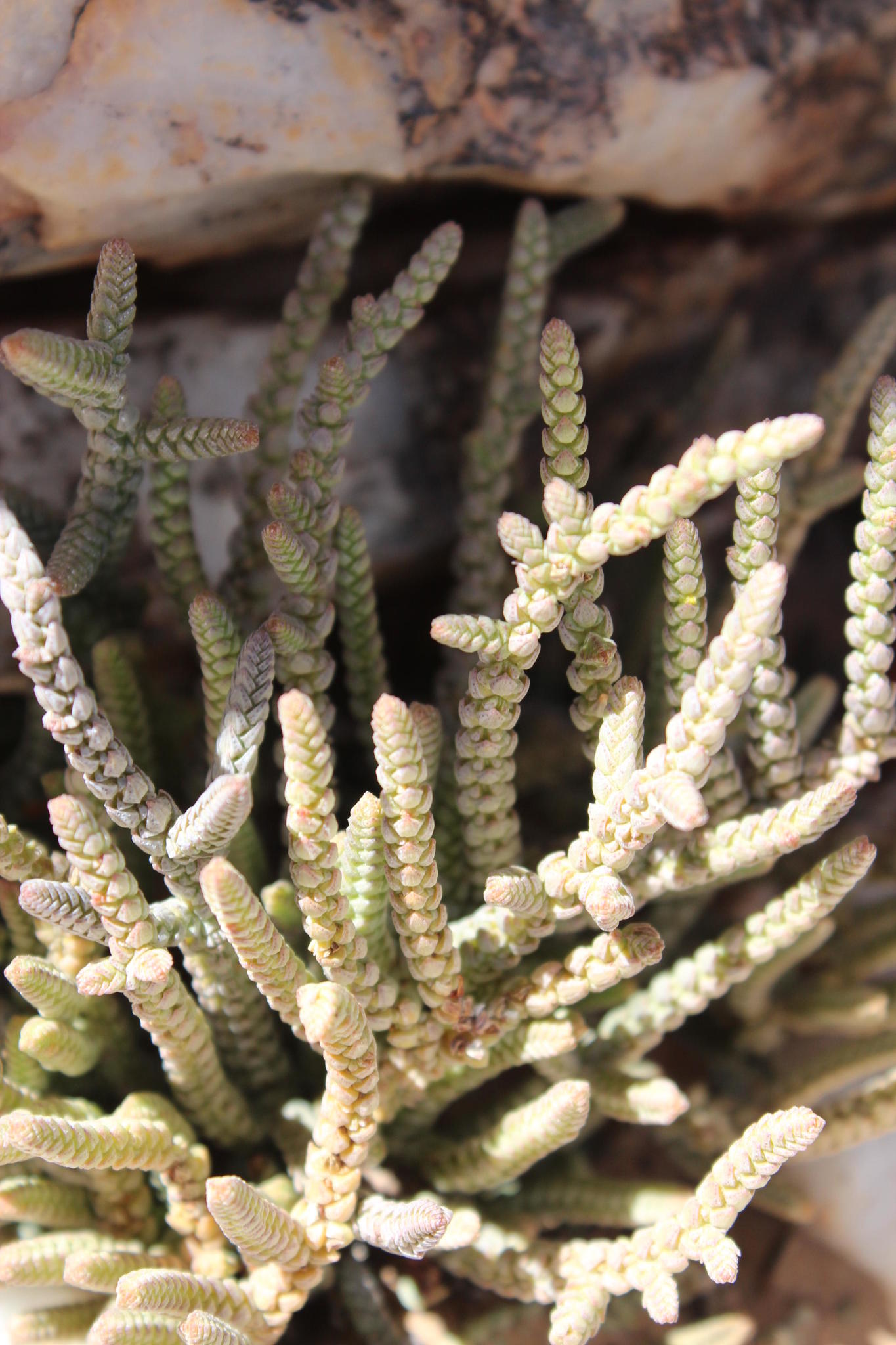 Crassula muscosa