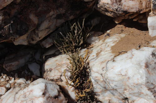 Crassula muscosa