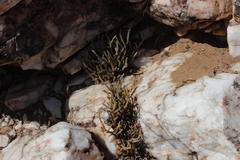 Crassula muscosa muscosa