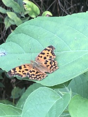 Polygonia c-aureum