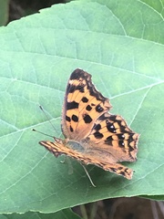 Polygonia c-aureum