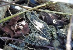 Lithobates magnaocularis