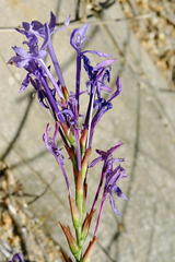 Micranthus thereianthoides