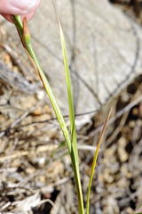 Micranthus thereianthoides