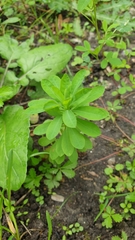 Euphorbia stricta