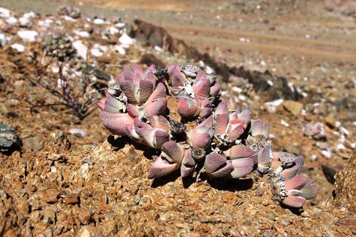 Cheiridopsis brownii
