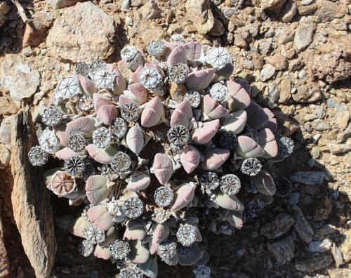 Cheiridopsis brownii