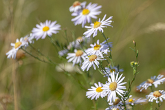 Aster altaicus