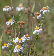 Aster altaicus