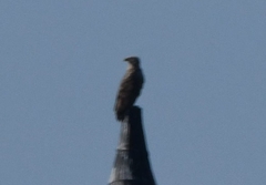 Haliaeetus
