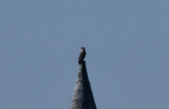 Haliaeetus