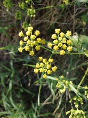 Pastinaca sativa