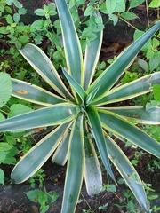 Agave desmettiana