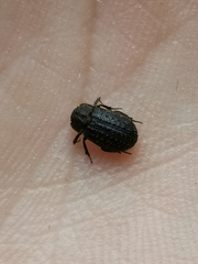 Trox scaber