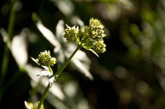 Astrantia major major