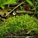 Common Bladder Moss - Photo (c) Alexey Zakharinskij, some rights reserved (CC BY-NC-ND), uploaded by Alexey Zakharinskij
