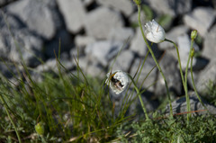 Papaver alpinum alpinum