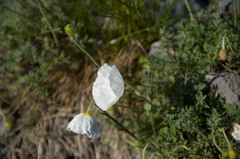 Papaver alpinum alpinum