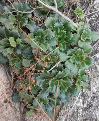 Saxifraga spathularis