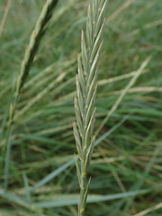 Elymus athericus