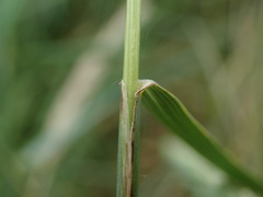 Elymus athericus