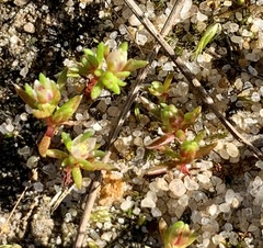 Crassula decumbens