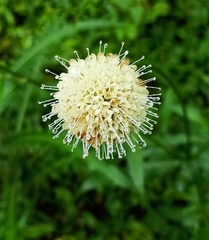 Dipsacus inermis