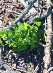 Abutilon sonneratianum