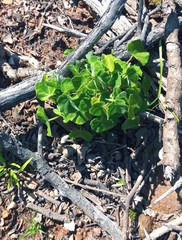 Abutilon sonneratianum