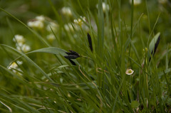 Carex atrata