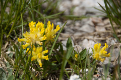 Anthyllis vulneraria alpestris
