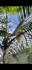 Cacatua goffiniana
