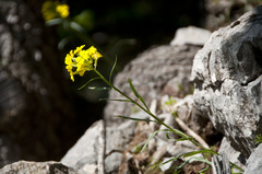 Erysimum sylvestre