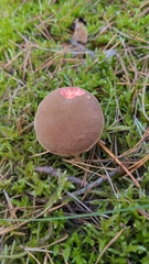 Suillus variegatus