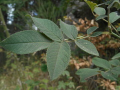 Rosa tomentosa