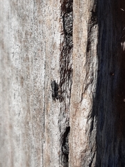 Ocrisiona leucocomis