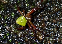 Araneus viridiventris