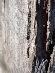 Ocrisiona leucocomis