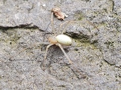 Enoplognatha ovata