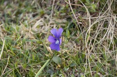 Viola alpina