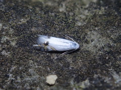 Leucoptera laburnella