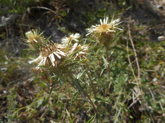 Carlina vulgaris spinosa