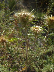 Carlina vulgaris spinosa