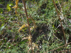 Carlina vulgaris spinosa