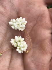 Cuscuta umbellata